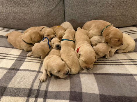 EXCEPTIONALLY BRED GOLDEN RETRIEVERS