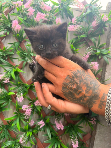Kittens
