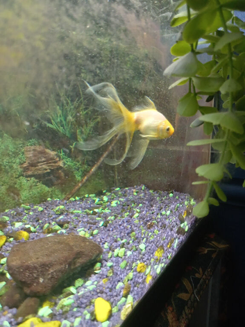 Goldfish for rehoming