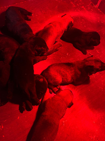 Belgian malinois