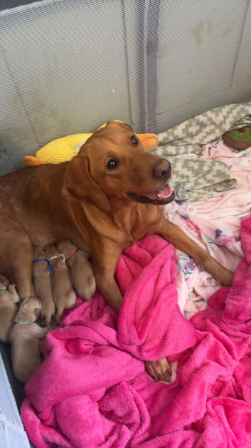 KC Labrador Puppies