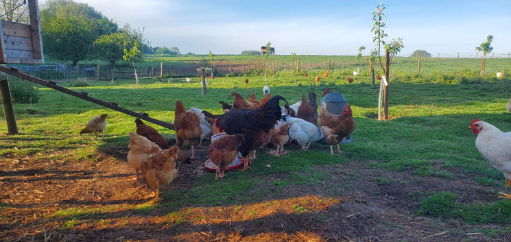 Day Old to 7 Week Chicks Farmyard Crosses
