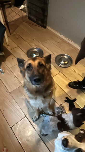 German shepherd x cocker spaniel puppies