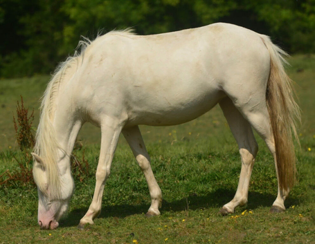Cremello Section B Mare