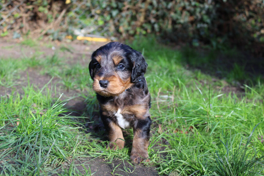 Gorgeous Schnocker puppies