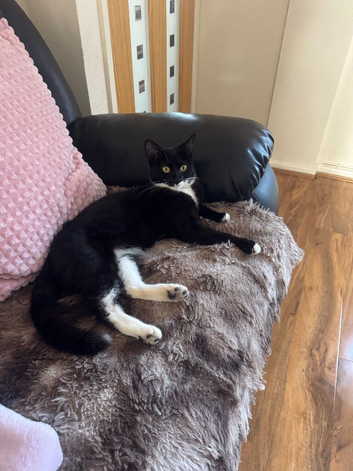 Cat for sale