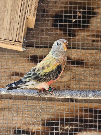 Semi tame bourkes parakeet