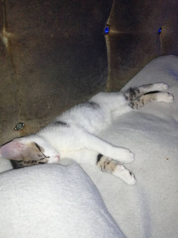 cali co and white female kitten
