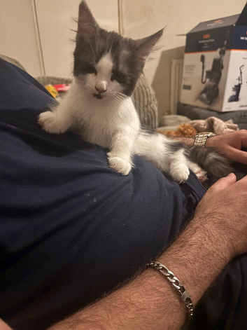 Male medium coat kitten