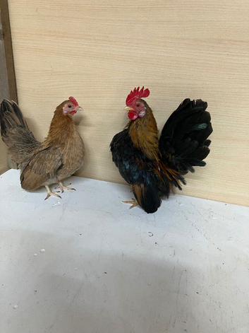 Pair of Serema bantams