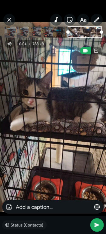 Beautiful male kitten for sell