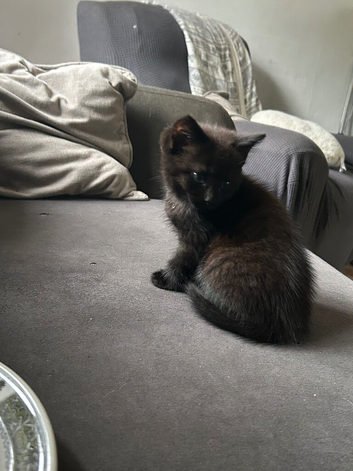 Beautiful kittens