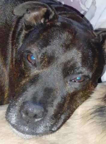 Staffie