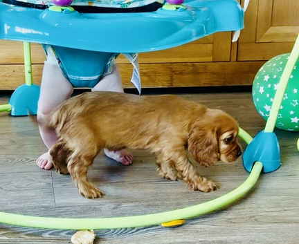 DNA Health and Breed Tested