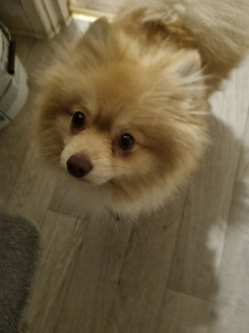 Pure pedigree with paperwork Pomeranian