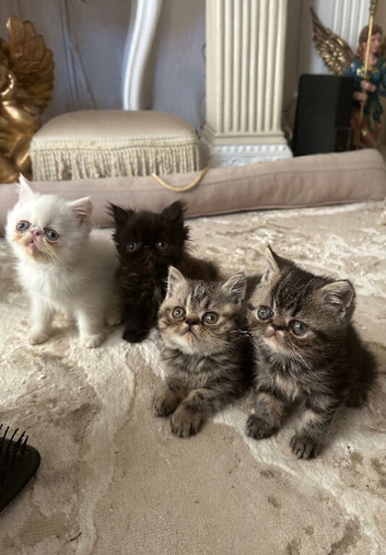 Exotic Persians