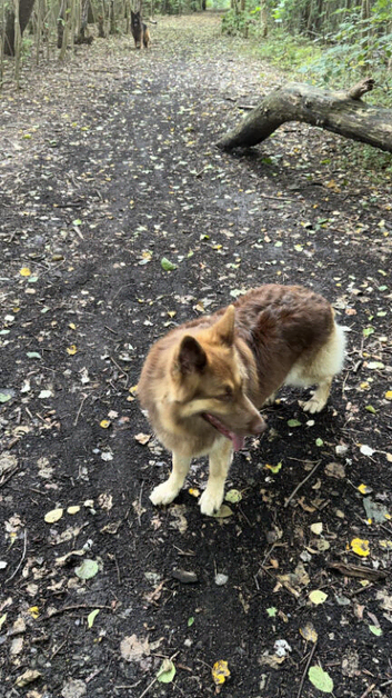 Rare Liver & Tan Female German Shepherd - Pedigree Papers Included