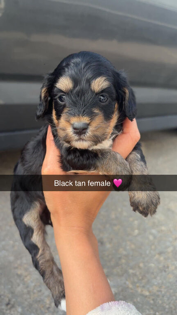 7 Beautiful cockapoo puppies