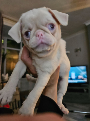 Beautiful Pink Pug puppies for sale