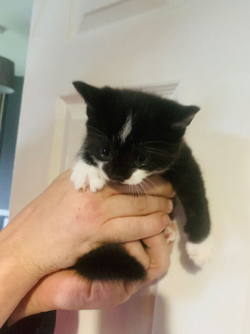 Black & white female kitten