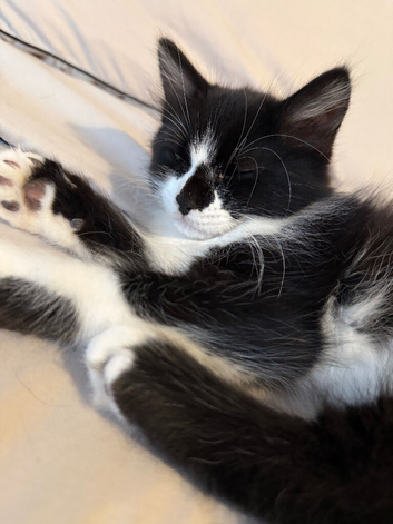 12 weeks old kitten