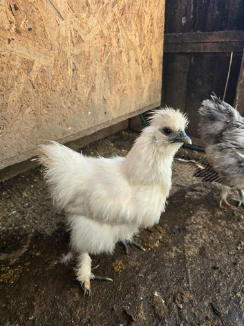 Silkie hens