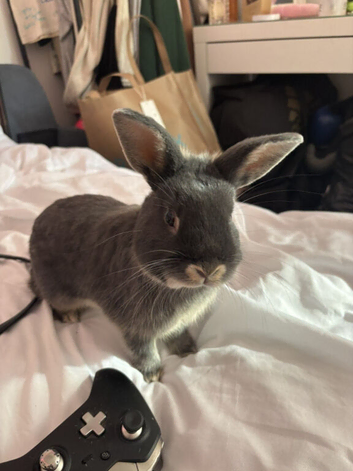 Sutty 7 months come with cage