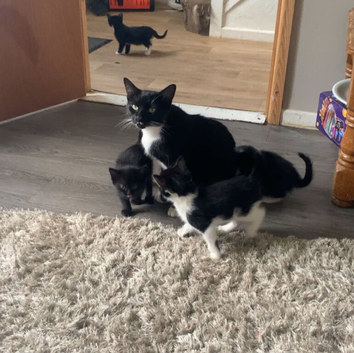 Male Kitten for sale 9 weeks old ready now