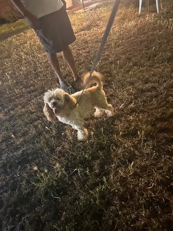 Apricot toy poodle for stud