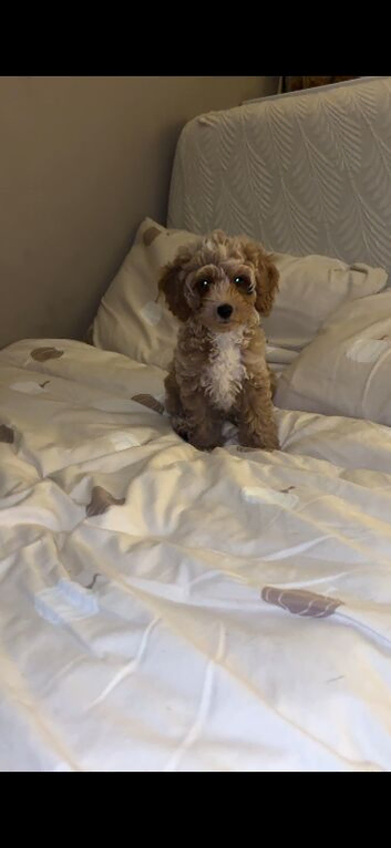 F2 COCKAPOO GIRL READY NOW