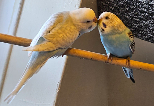 budgies