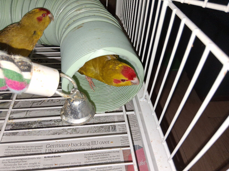3 hand tame Kakariki's for sale (male)