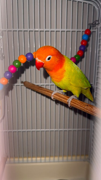 DILUTE FISCHER LOVEBIRD TAME WITH DNA