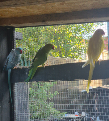 Breeding pair of Ringneck