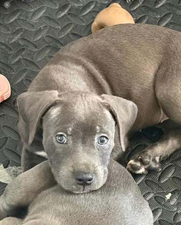 Gorgeous temperament Puppies