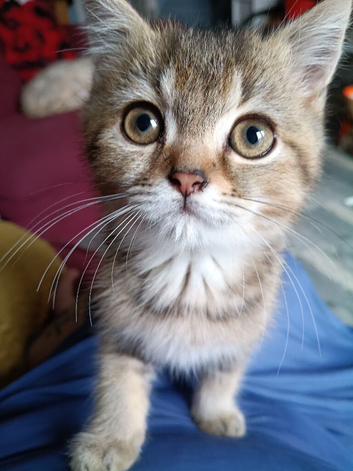 British shorthair kittens for sale. Fully vaccinated, ready now