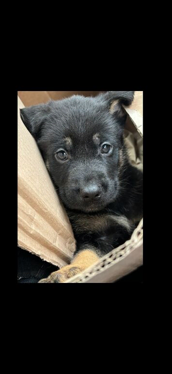 German shepherd puppy's due soon & looking for forever homes