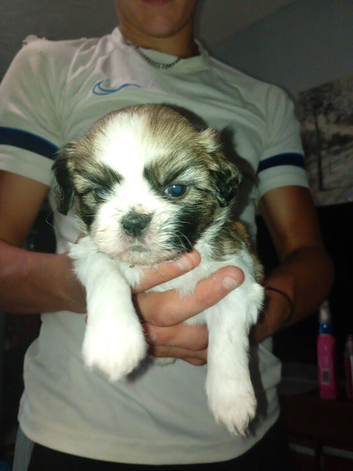 Stunning litter of 3 girls 1 boy shih tzu