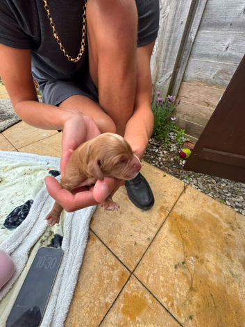 Cocker Spaniel Puppies for Sale