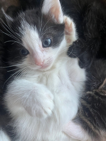 Half rag doll kittens