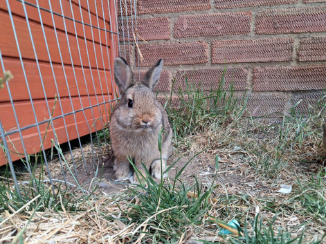 Bunny for sale