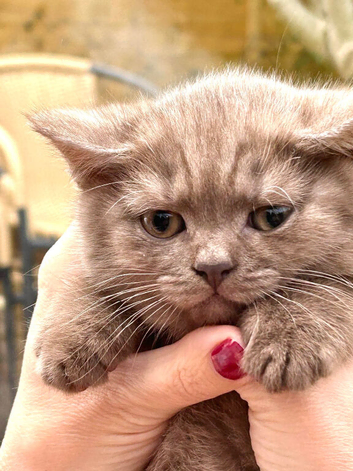 British shorthair cinnamon