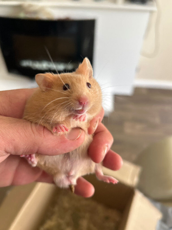 Syrian Hamster Baby Boy - Ready Now