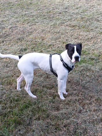 American bulldog x Presa Canario