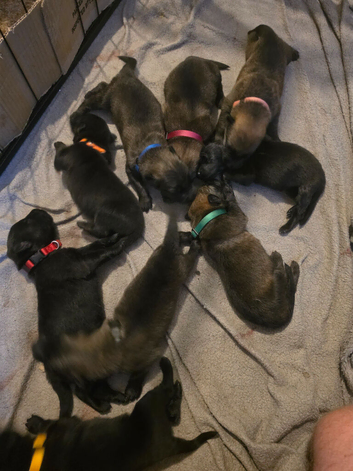 German shepherd puppies