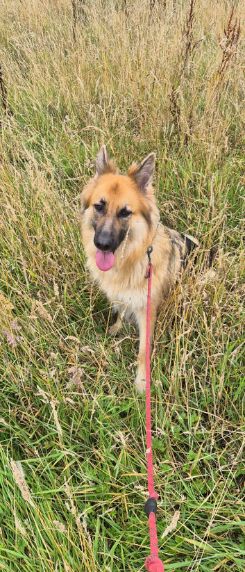 German Shepherd