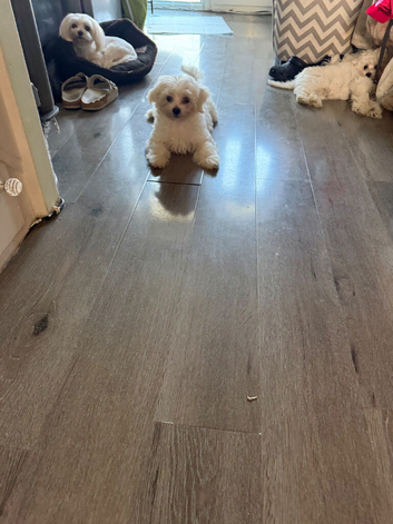 Maltipoo