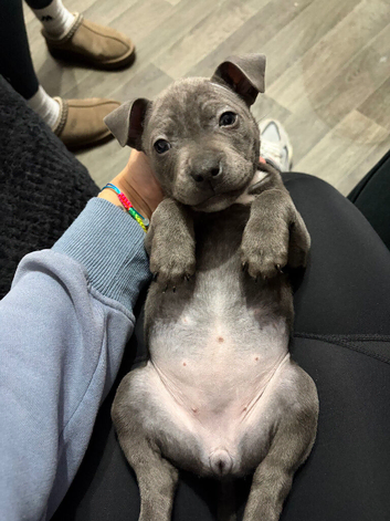 Last Blue Staffordshire girl