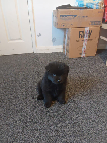 Chow chow