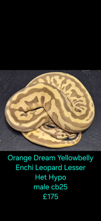 Various Ball Pythons